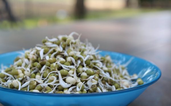 sprouted green moong dal