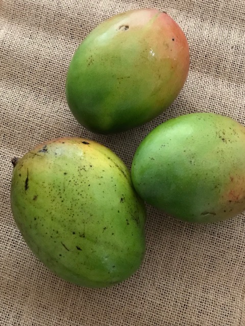 mangoes to make mango pickle or avakaya