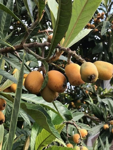 loquat fruit on a tree